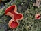 Scarlet Elf Cup Fungi