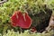 Scarlet Elf Cup Fungi