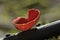 Scarlet Elf Cup Fungi