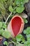 Scarlet Elf Cup Fungi