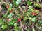 Scarlet elf cup Sarcoscypha coccinea