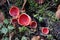 Scarlet elf cup, Sarcoscypha coccinea, growing abundantly in mossy woodland in winter Swabian Alb, Germany