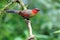 Scarlet-faced Liocichla On Green the branches