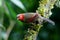 Scarlet-faced Liocichla On Green the branches