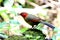 Scarlet-faced Liocichla in the jungle