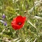 Scarlet fiery poppy in the green field. Summer palette.