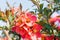 Scarlet flowers of Japanese quince close-up in the spring garden on a Sunny day. Selective focus. Postcard