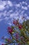 Scarlet flowers of spring oleander against a blue sky