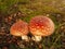 Scarlet Flycap Magic Mushrooms