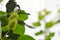 scarlet fruit passionflower or passiflora foetida tropical herb growing in garden