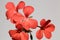 Scarlet geranium, Pelargonium inquinans