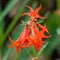 Scarlet Gilia - Fairy Trumpet