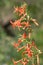 Scarlet Gilia Flower