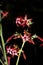 scarlet gilia flower