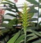 A Scarlet Ginger Plant with orange flower buds and a green stem in a conservatory