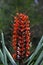 Scarlet gingerlily, a red and lush flower