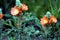 Scarlet Globemallow  600410