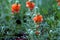 Scarlet Globemallow  600478