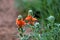 Scarlet Globemallow  600479