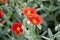 Scarlet globemallow in full bloom, Sphaeralcea coccinea