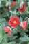 Scarlet globemallow in full bloom, Sphaeralcea coccinea