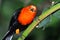 Scarlet headed blackbird