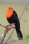 Scarlet-headed blackbird