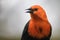 Scarlet-headed Blackbird - Amblyramphus holosericeus