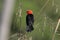 Scarlet-headed blackbird, Amblyramphus holosericeus