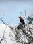 The scarlet-headed blackbird (Amblyramphus holosericeus)