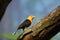 The scarlet-headed blackbird Amblyramphus holosericeus sitting on a branch with grass in its beak. Blackbird carries building