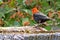 Scarlet Headed Blackbird Bathing