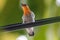 Scarlet-headed flowerpecker in the cable