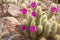 Scarlet Hedgehog Cactus Blooming