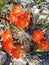 Scarlet hedgehog cactus blooming in the spring