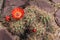 `Scarlet Hedgehog Cactus` flower - Echinocereus Coccineus