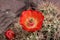 `Scarlet Hedgehog Cactus` flower - Echinocereus Coccineus