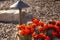 Scarlet hedgehog flowers add color to Southwest yard