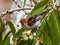 Scarlet Honeyeater Myzomela in Queensland Australia