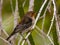 Scarlet Honeyeater Myzomela in Queensland Australia