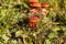 Scarlet hood fungi, Hygrocybe coccinea