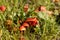 Scarlet hood fungi, Hygrocybe coccinea