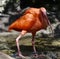 A Scarlet Ibis