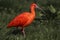 Scarlet ibis