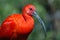 Scarlet Ibis