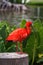 Scarlet Ibis