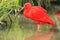 Scarlet ibis