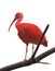 Scarlet Ibis