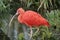 Scarlet ibis