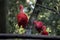 Scarlet ibis, also called red corocoro, red corocoro, corocora, red heron, sidra or guarÃ¡